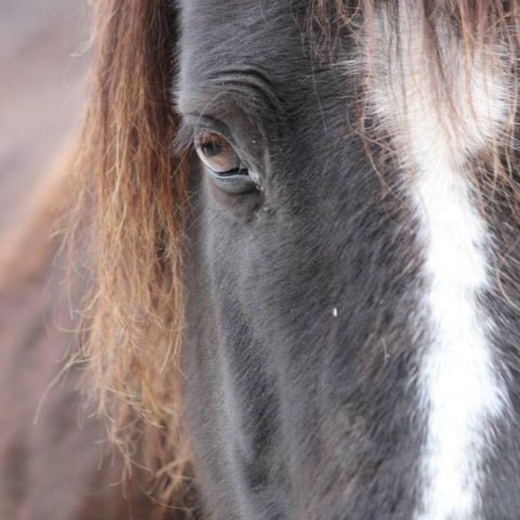 Meet your Posher, Diane - Picture 1 of 1